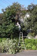 庭木伐採・草刈り、物置・小屋取壊し / 港南区
